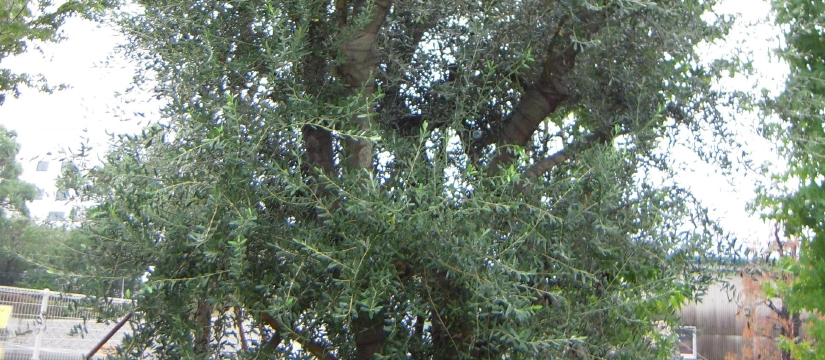 dscn2479.jpg