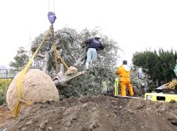 カジムラファーム