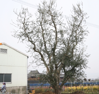 うきはカジムラファーム