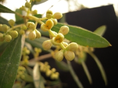 ネバディブロンコ