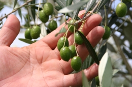 カジムラファーム